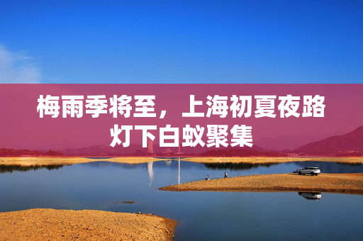 梅雨季将至，上海初夏夜路灯下白蚁聚集